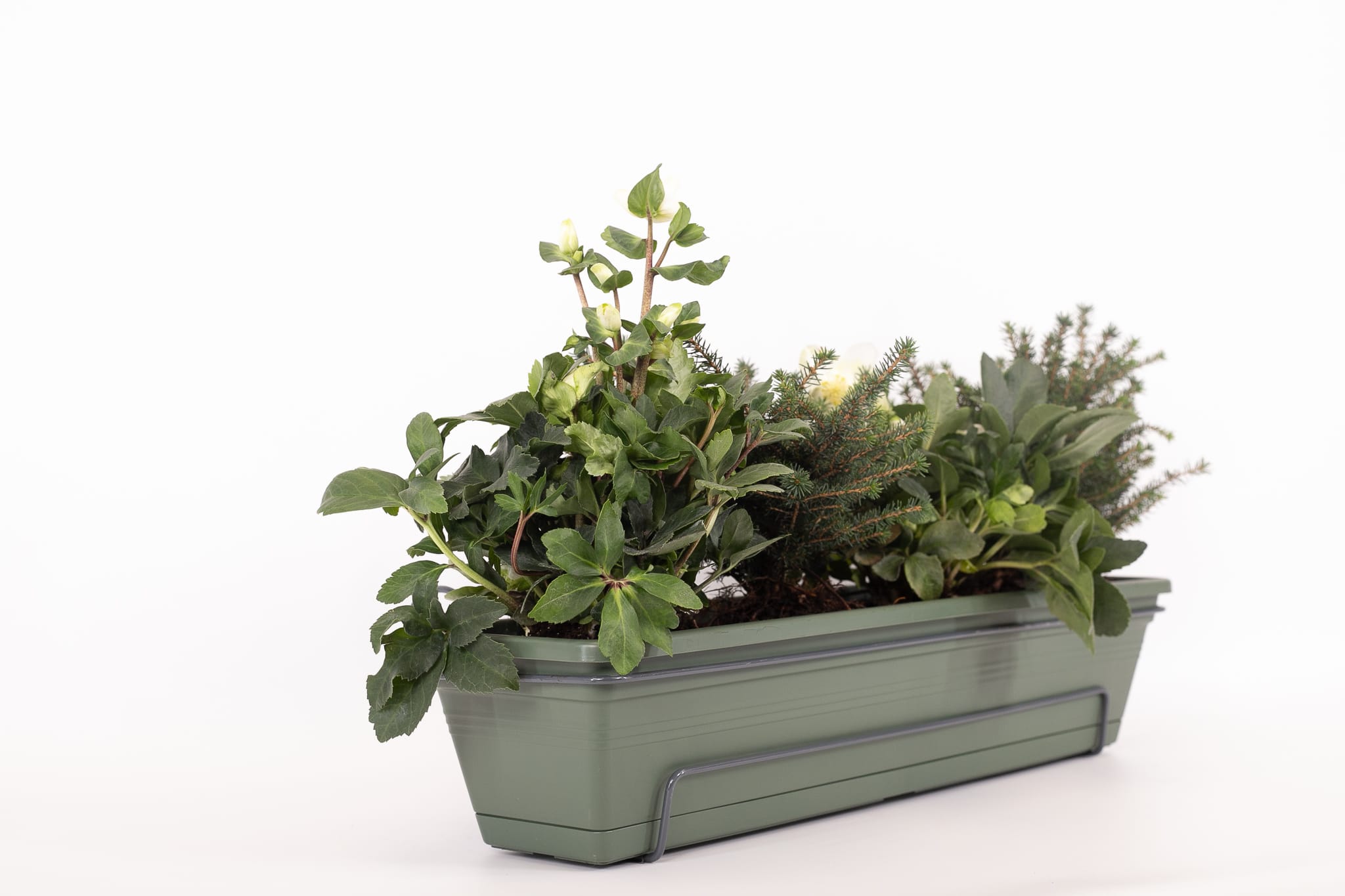 Balkonbak 70cm Groen - Helleborus / Picea omorika 'Karel' ↑ 40 cm ⌀ 70 cm - Afbeelding 4