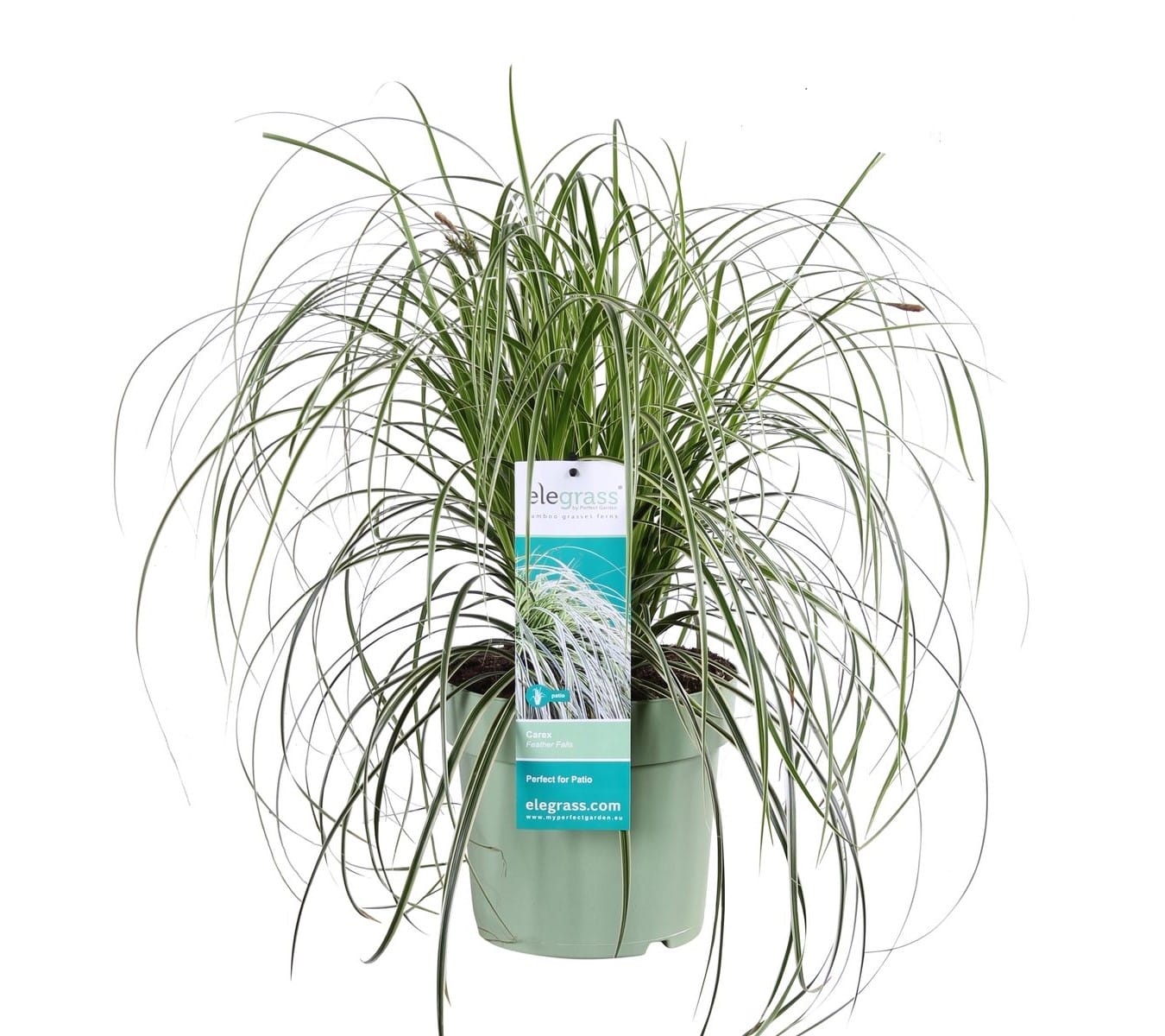 Carex 'Feather Falls' ↑ 45 cm ⌀ 23 cm