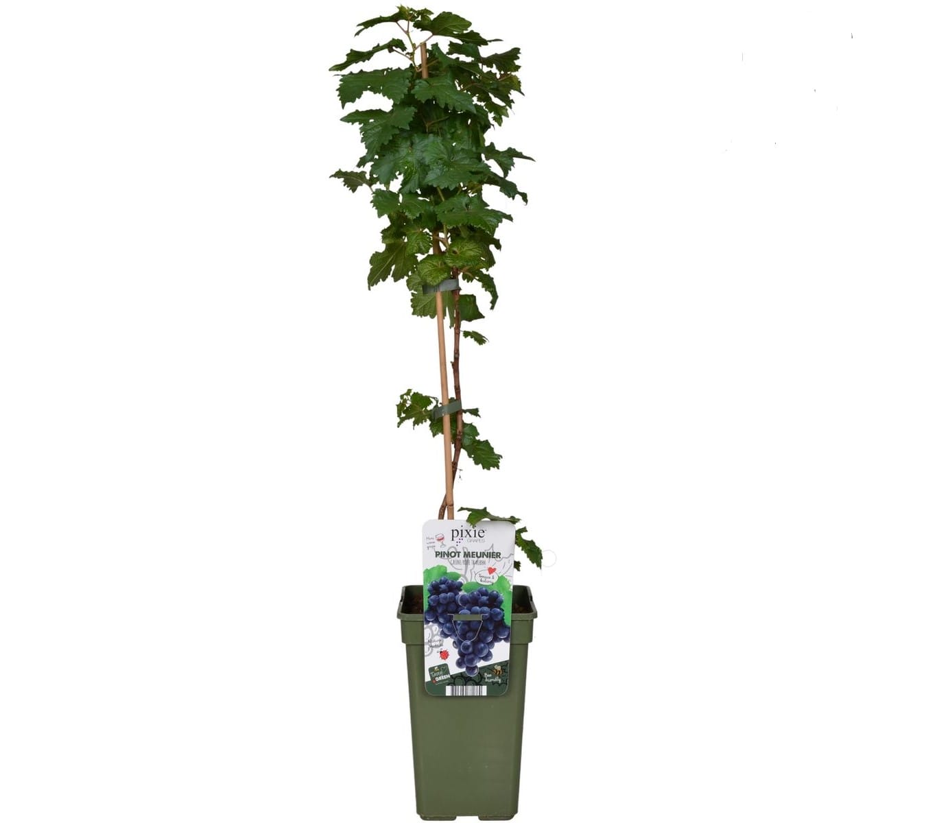 Druif - Vitis Pixie'Pinot Noir' (biologisch) ↑ 65 cm ⌀ 19 cm
