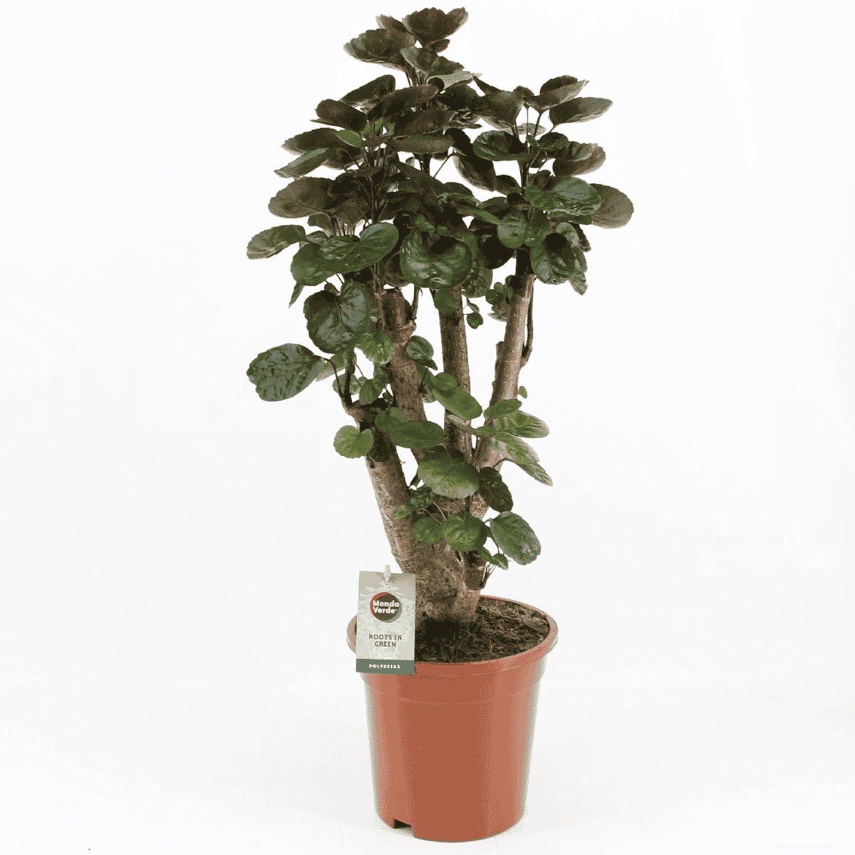 Polyscias 'Fabian' ↑ 65 cm ⌀ 17 cm