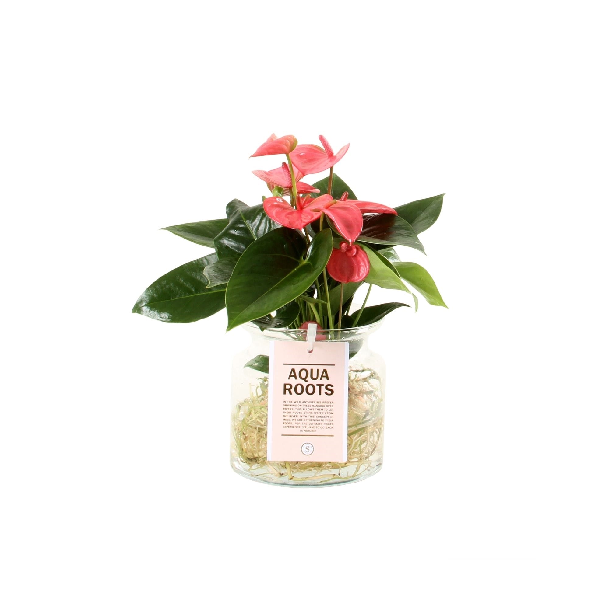 Anthurium "Pink Champion" op water ↑ 25 cm ⌀ 12 cm