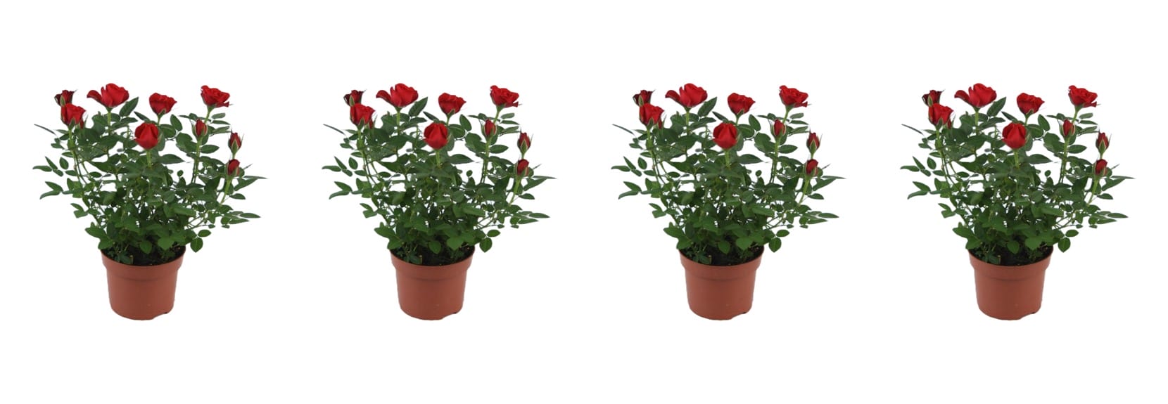 Rosa Red Beau Monde - 4 stuks ↑ 30 cm ⌀ 12 cm