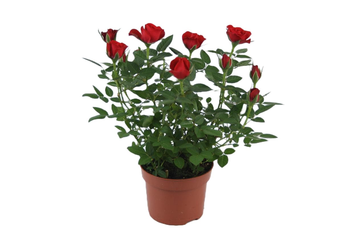 Rosa Red Beau Monde - 4 stuks ↑ 30 cm ⌀ 12 cm - Afbeelding 3