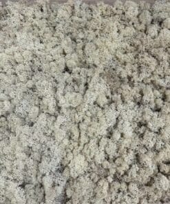 Mospaneel op kurk – Naturel Rendiermos – 50 x 50 cm