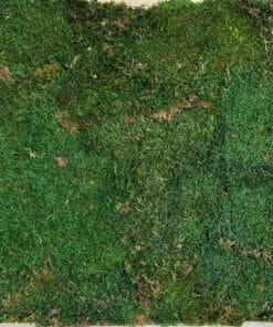 Mospaneel op kurk – Platmos Groen – 50 x 50 cm