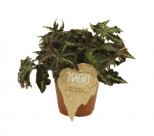 Begonia rex Lion Dance ↑ 25 cm ⌀ 12