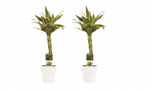 Duo 2 x Dracaena Sandriana white met Anna white ↑ 45 cm ⌀ 12