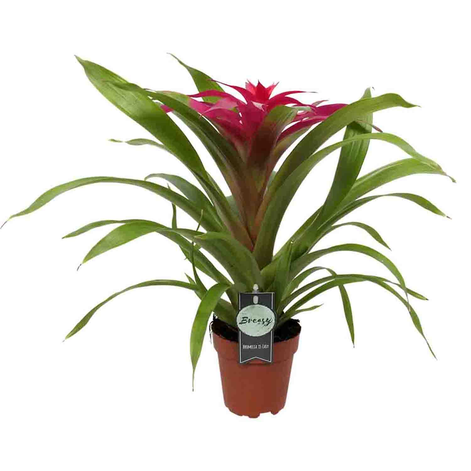 Guzmania Deseo Pink single ↑ 40 cm ⌀ 12