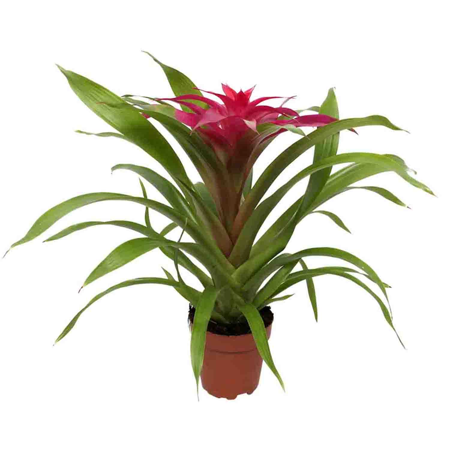 Guzmania Deseo Pink single ↑ 40 cm ⌀ 12 - Afbeelding 3