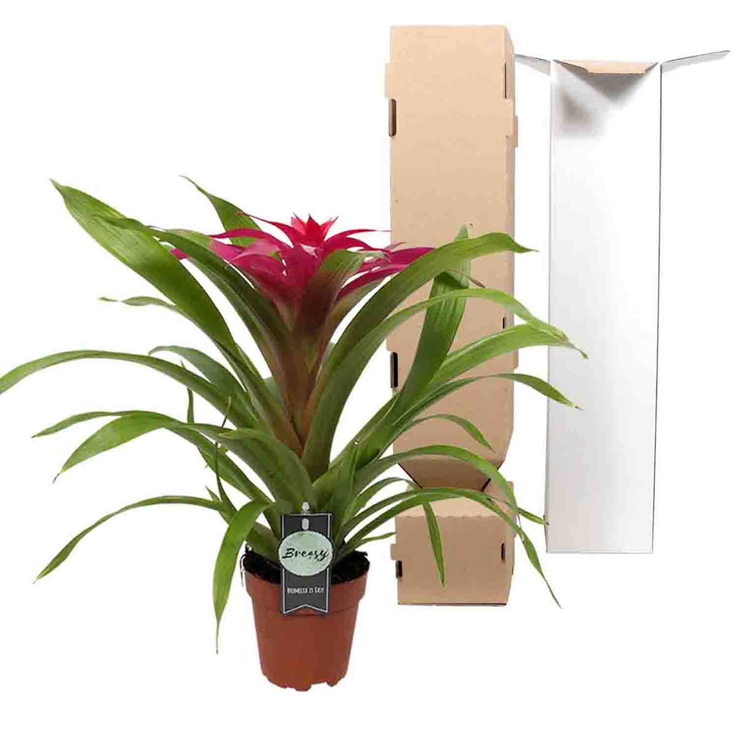 Guzmania Deseo Pink single ↑ 40 cm ⌀ 12 - Afbeelding 5
