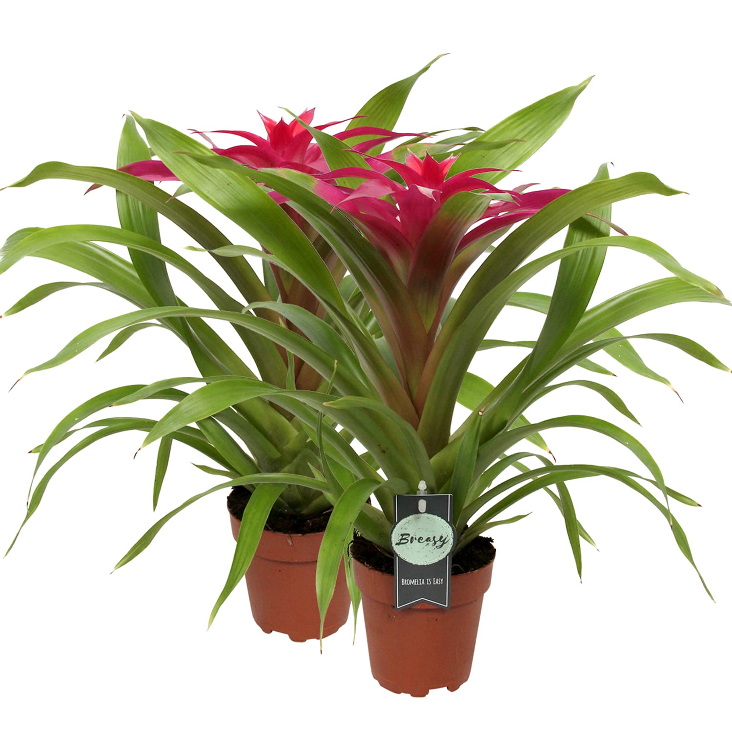Guzmania Deseo Pink double ↑ 40 cm ⌀ 12 cm