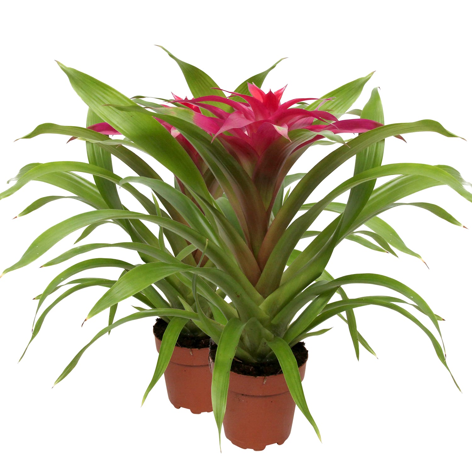 Guzmania Deseo Pink double ↑ 40 cm ⌀ 12 cm - Afbeelding 3
