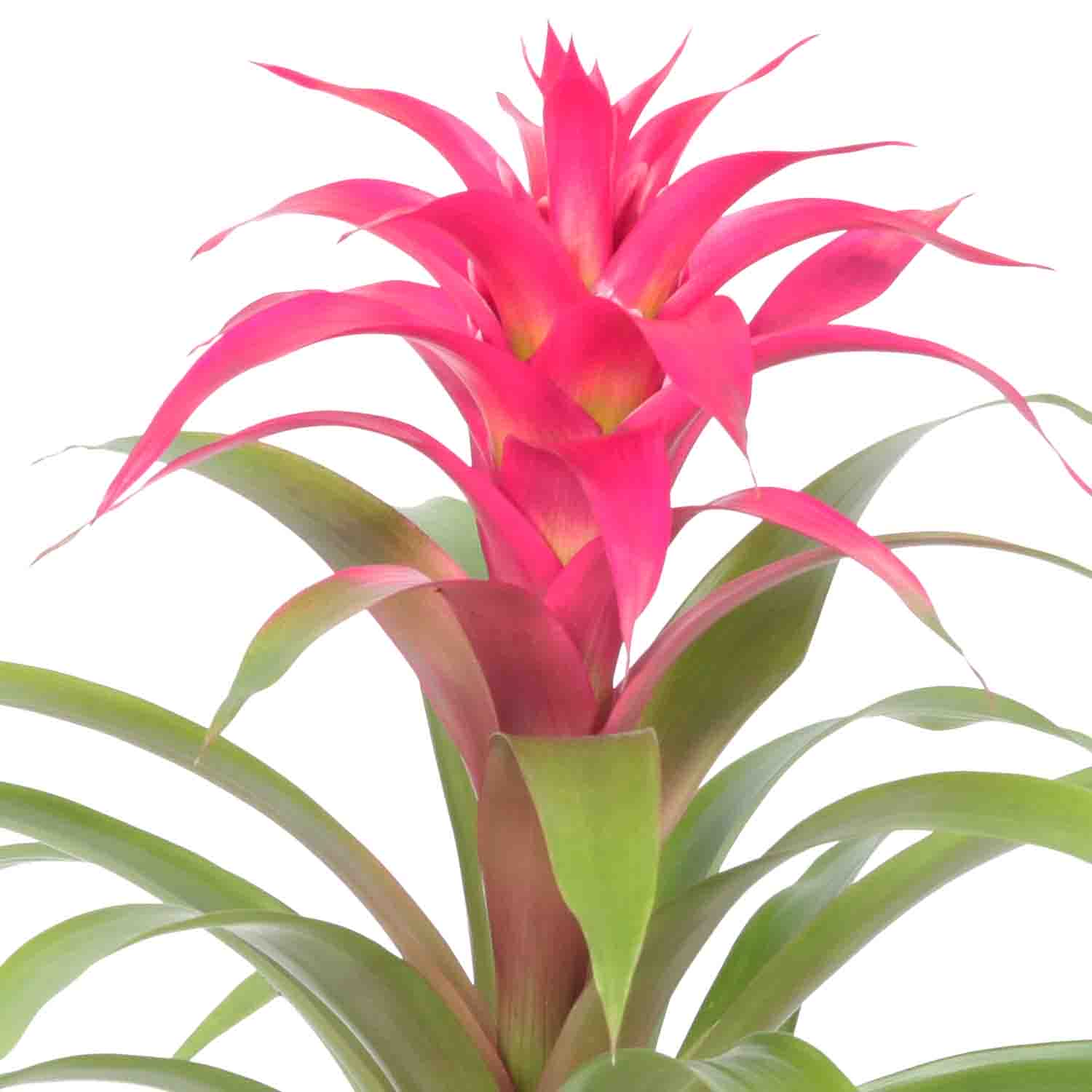 Guzmania Deseo Pink double ↑ 40 cm ⌀ 12 cm - Afbeelding 4