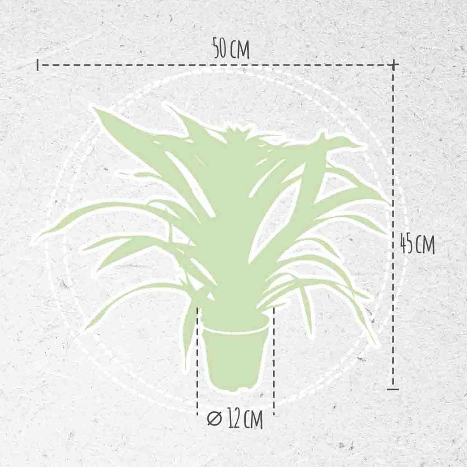 Guzmania Deseo Pink double ↑ 40 cm ⌀ 12 cm - Afbeelding 5