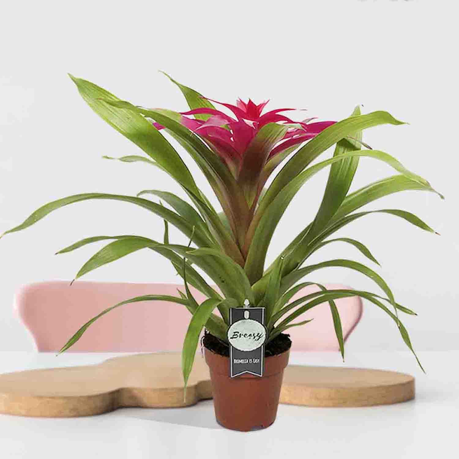 Guzmania Deseo Pink double ↑ 40 cm ⌀ 12 cm - Afbeelding 6