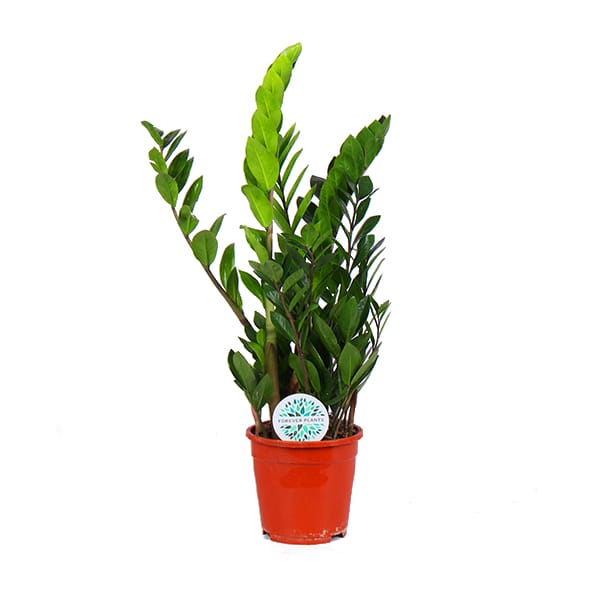 Zamioculcas ↑ 65 cm ⌀ 17
