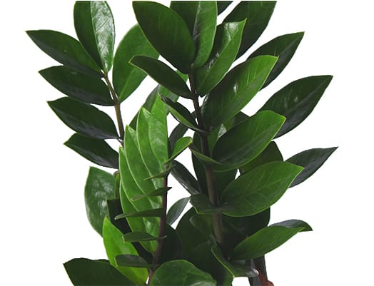 Zamioculcas ↑ 65 cm ⌀ 17 - Afbeelding 3