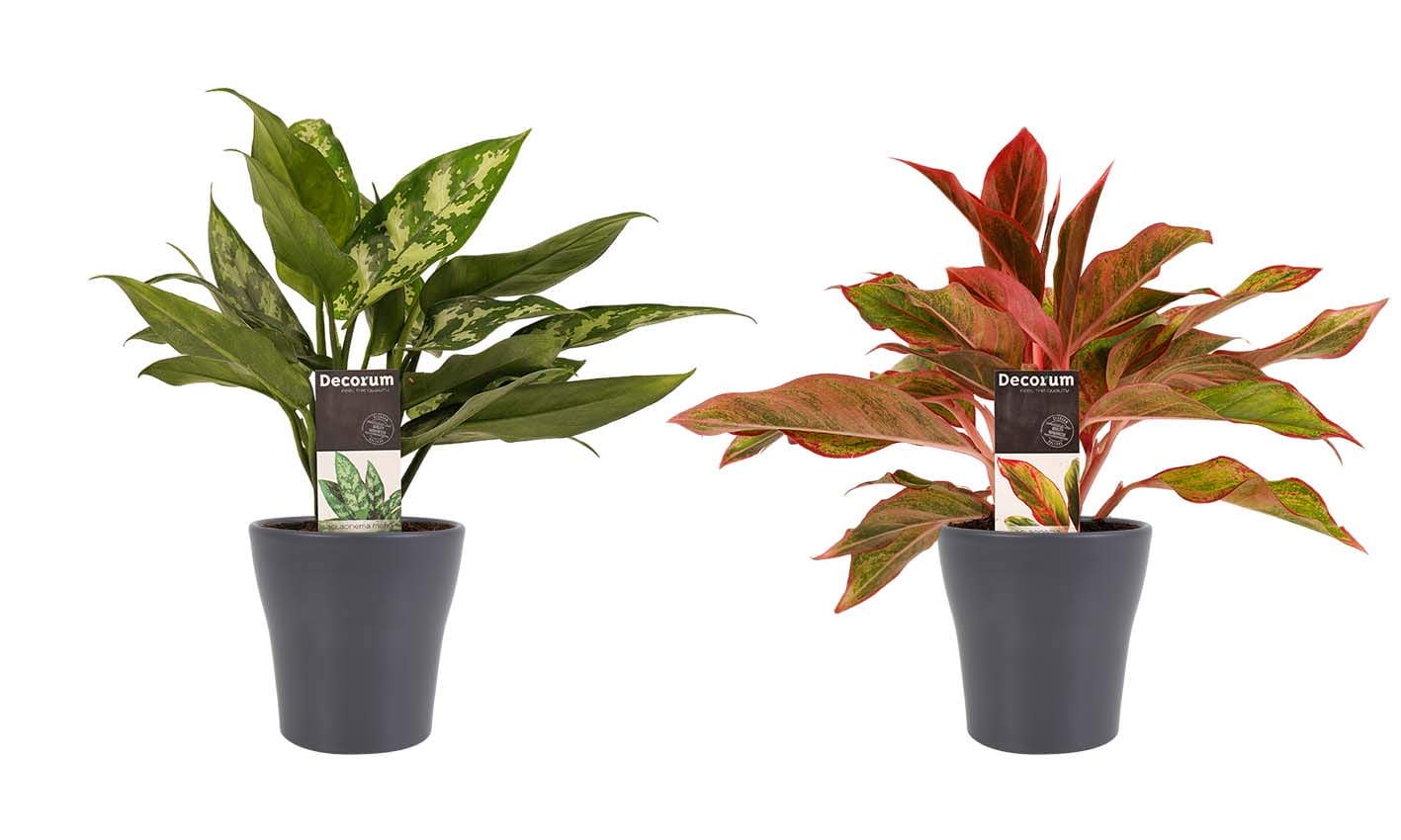 Combi 1 x Aglaonema Maria 1x Aglaonema Crete met Anna grey ↑ 25 cm ⌀ 12