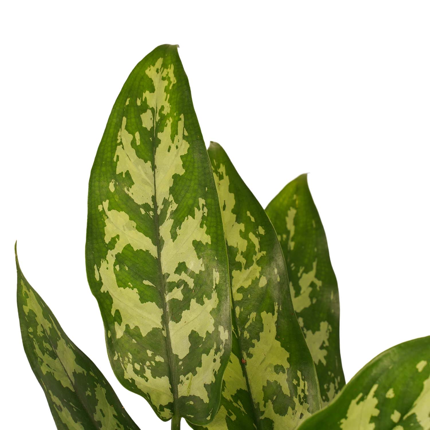 Combi 1 x Aglaonema Maria 1x Aglaonema Crete met Anna grey ↑ 25 cm ⌀ 12 - Afbeelding 3