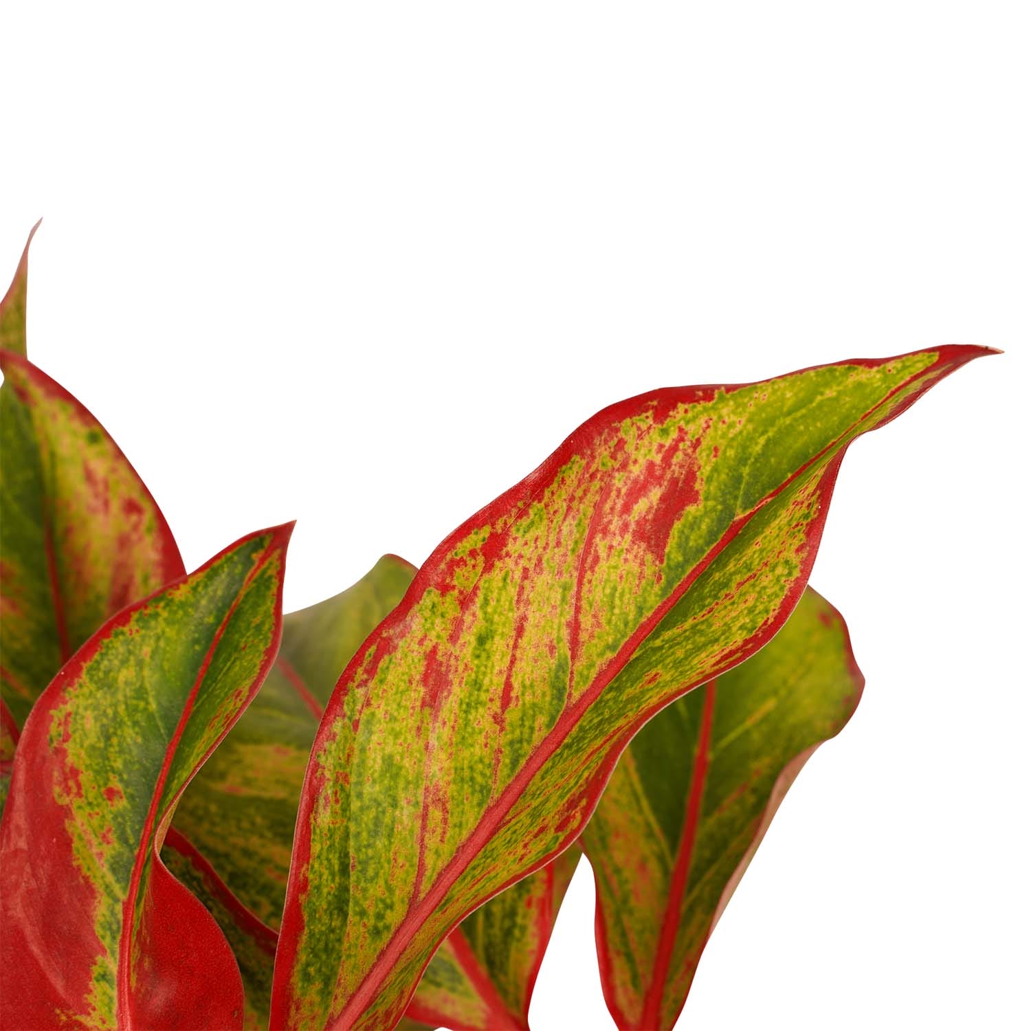 Combi 1 x Aglaonema Maria 1x Aglaonema Crete met Anna grey ↑ 25 cm ⌀ 12 - Afbeelding 4