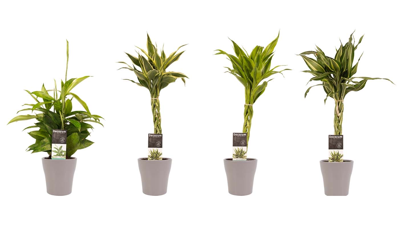 Combi 1 x Dracaena Surculosa 1 x Dracaena Sandriana white 1 x Dracaena Sandriana victory 1 x Dracaena Sandriana gold met Anna taupe ↑ 45 cm ⌀ 12