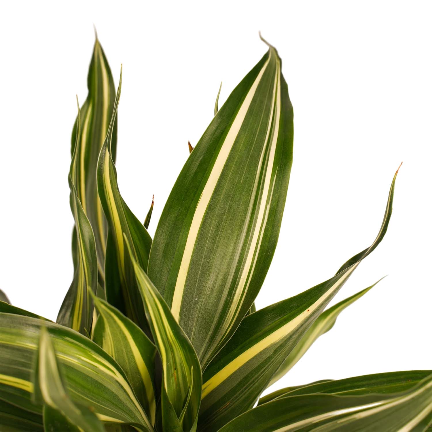 Combi 1 x Dracaena Surculosa 1 x Dracaena Sandriana white 1 x Dracaena Sandriana victory 1 x Dracaena Sandriana gold met Anna taupe ↑ 45 cm ⌀ 12 - Afbeelding 5