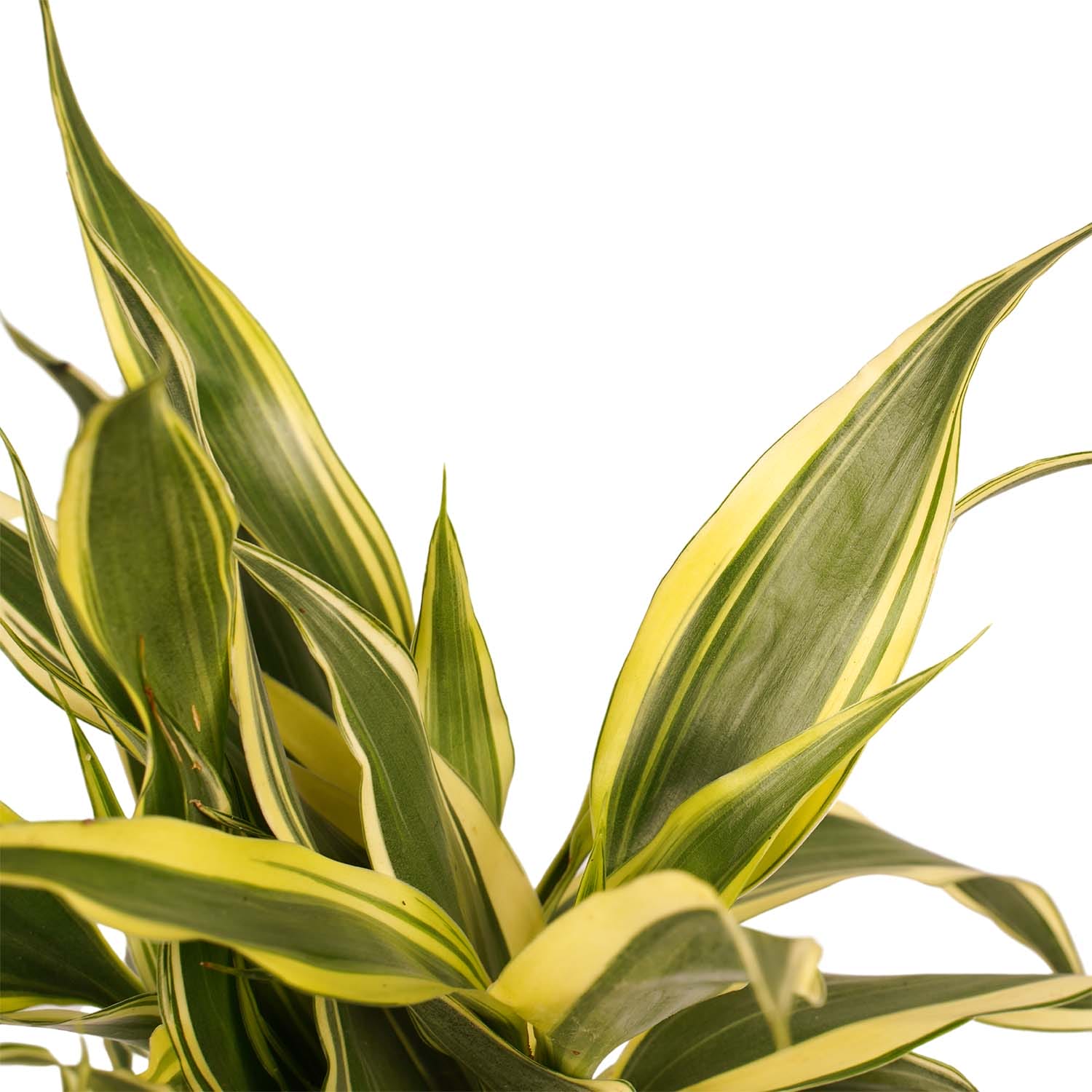 Combi 1 x Dracaena Surculosa 1 x Dracaena Sandriana white 1 x Dracaena Sandriana victory 1 x Dracaena Sandriana gold met Anna white ↑ 45 cm ⌀ 12 - Afbeelding 4
