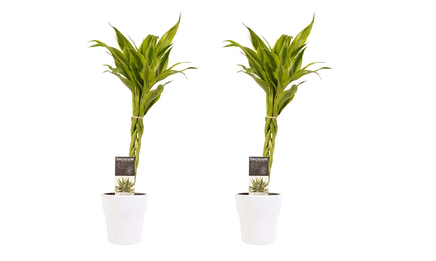 Duo 2 x Dracaena Sandriana gold met Anna white ↑ 45 cm ⌀ 12