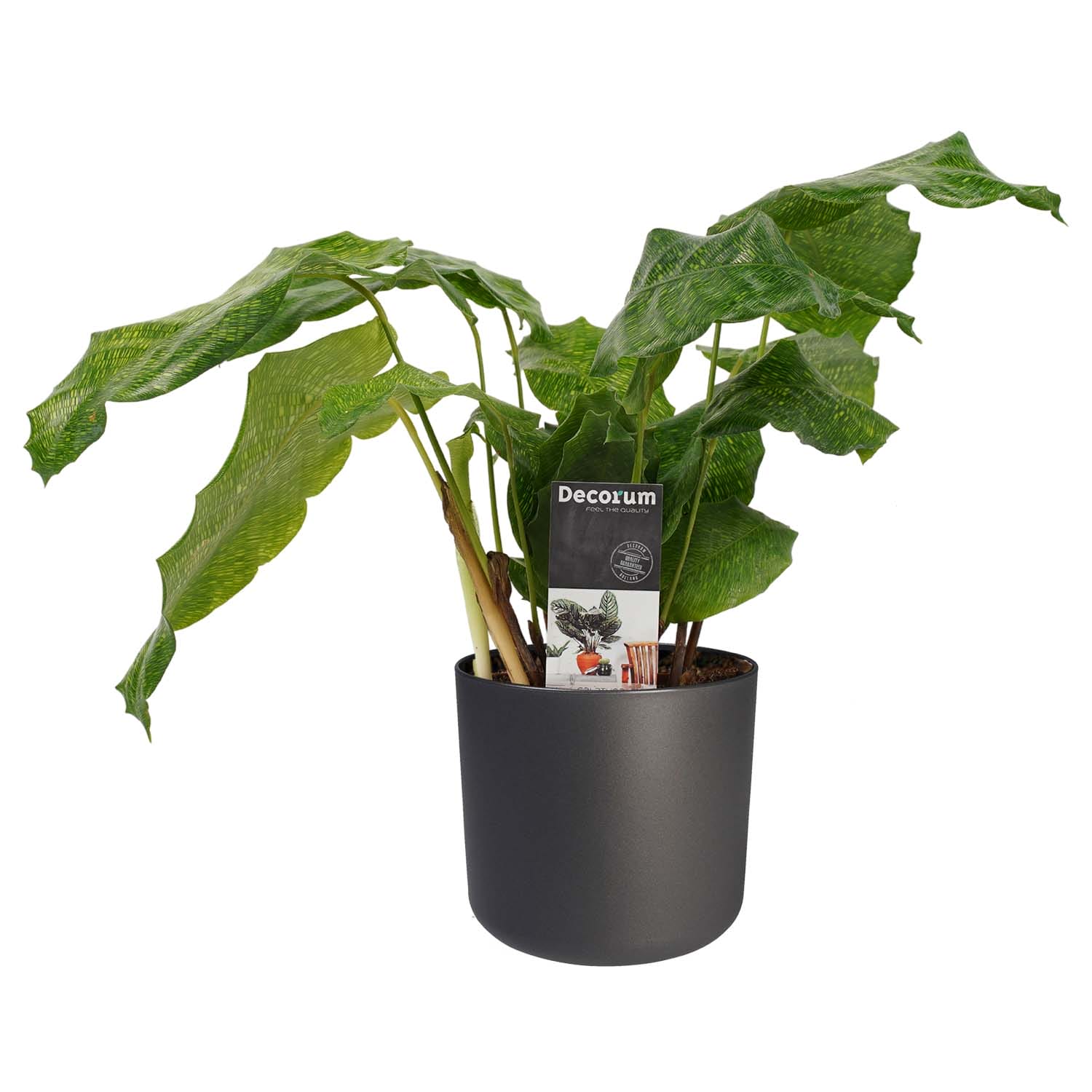 Calathea Network met soft antracite ↑ 45 cm ⌀ 14