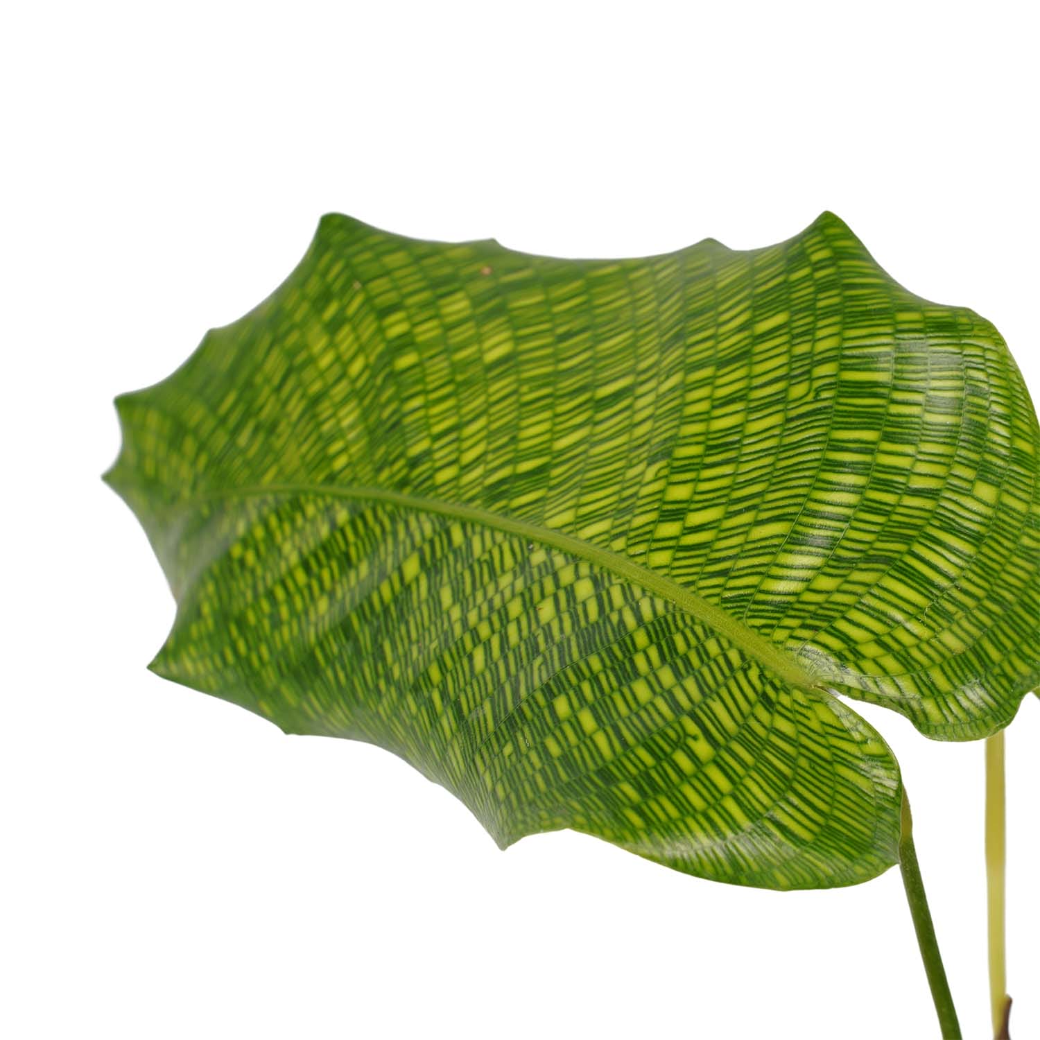 Calathea Network met soft antracite ↑ 45 cm ⌀ 14 - Afbeelding 3