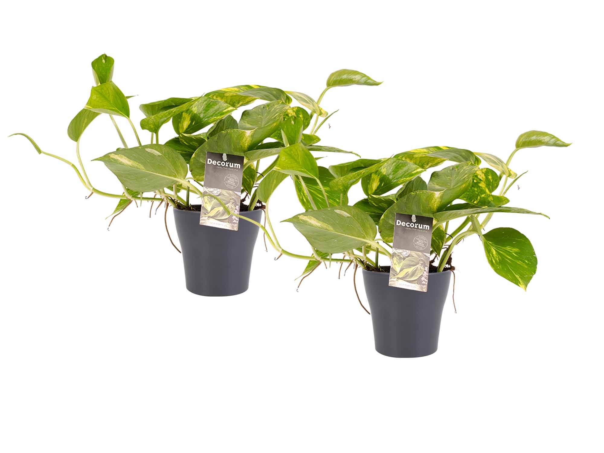 Duo Scindapsus Aureum met potten Anna Grey ↑ 15 cm ⌀ 12