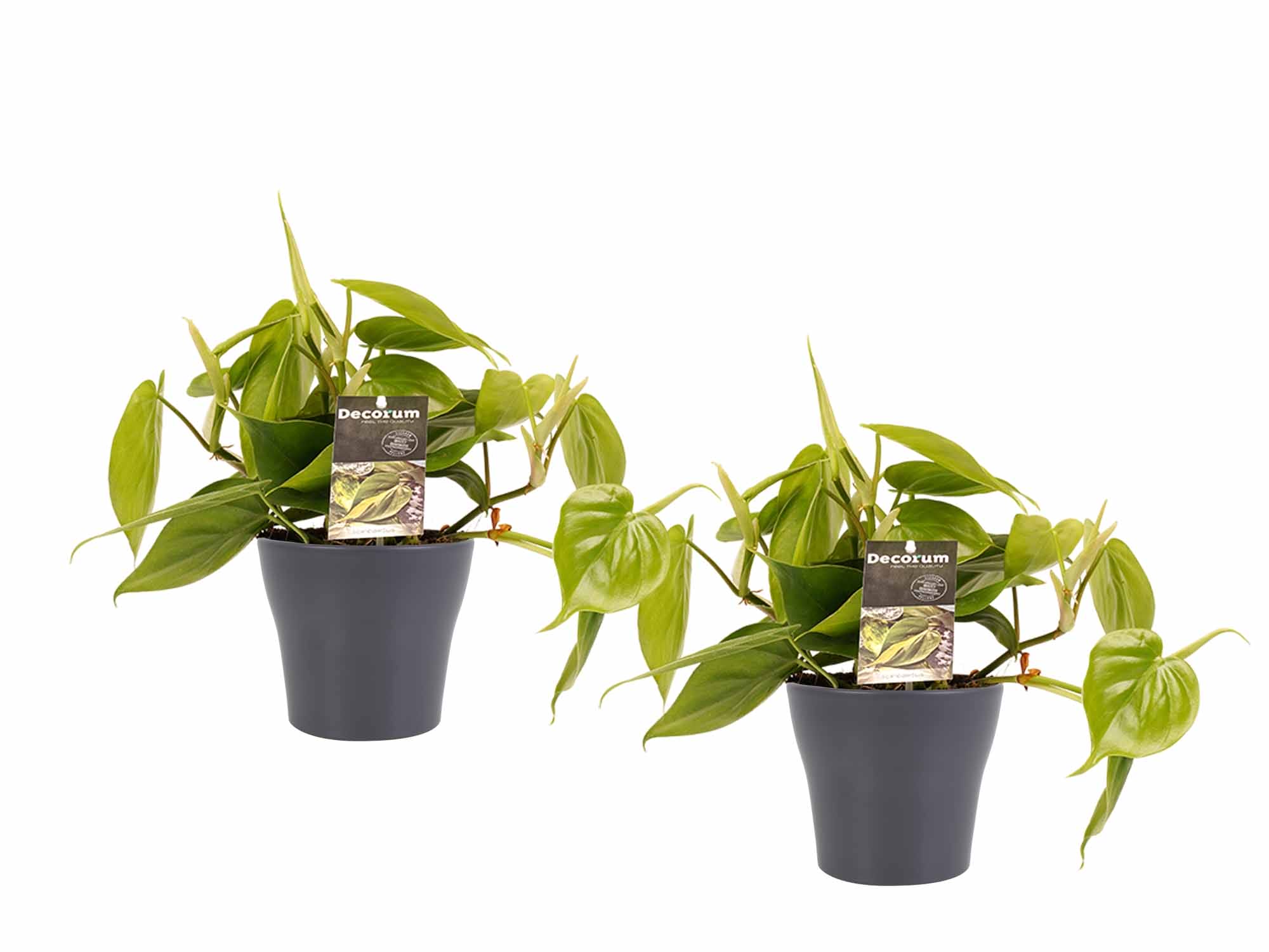 Duo Philodendron Scandens met potten Anna Grey ↑ 15 cm ⌀ 12