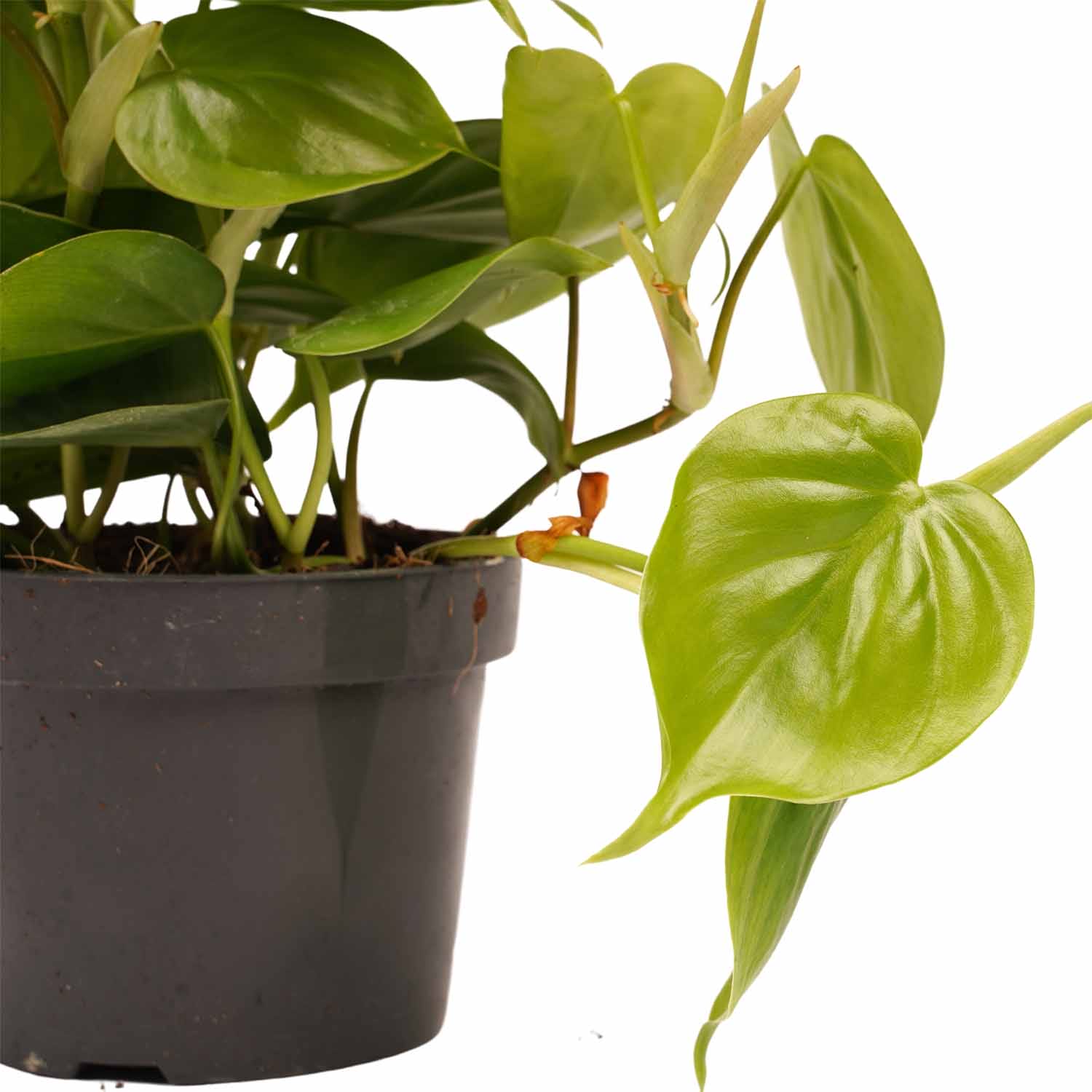 Duo Philodendron Scandens met potten Anna Grey ↑ 15 cm ⌀ 12 - Afbeelding 3