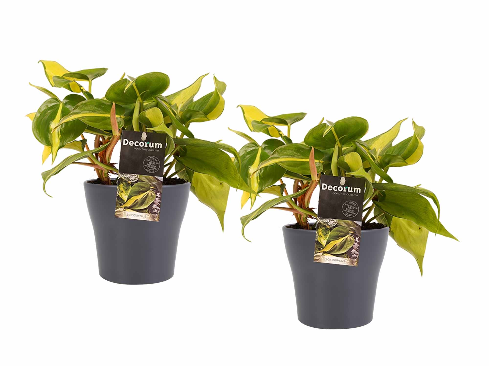 Duo Philodendron Brazil met potten Anna Grey ↑ 15 cm ⌀ 12