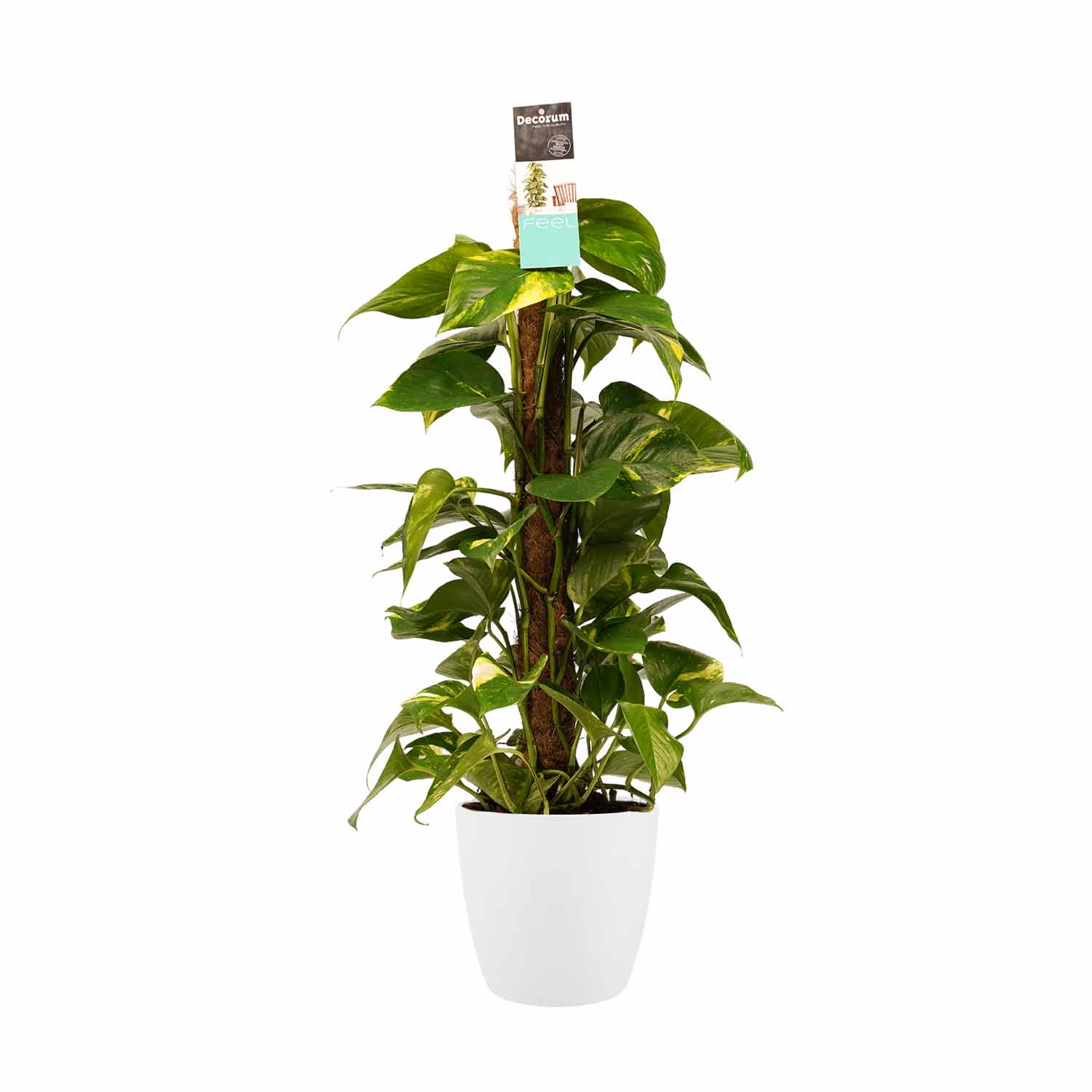 Scindapsus met brussels white ↑ 80 cm ⌀ 19
