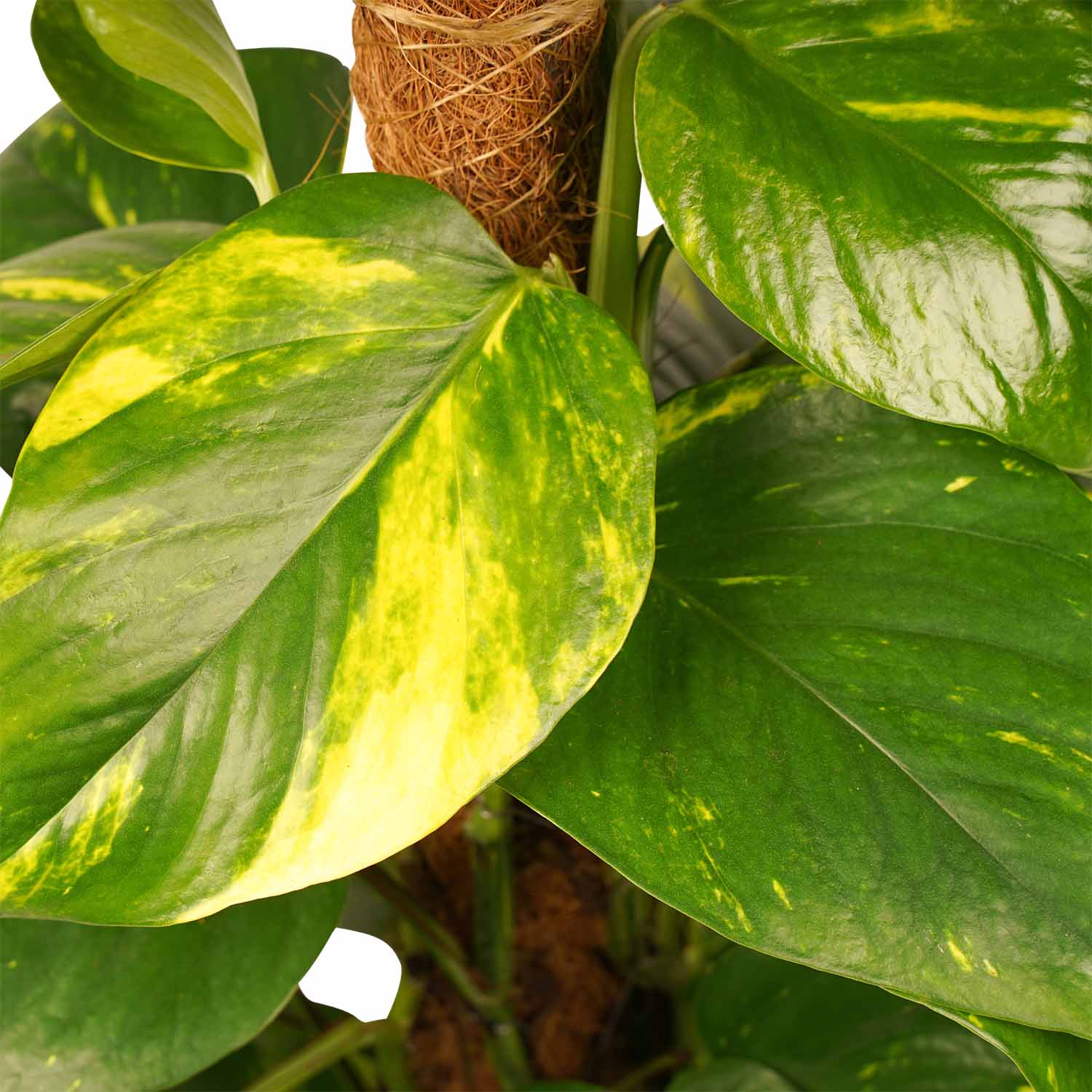 Scindapsus Mosstok met brussels antracite ↑ 80 cm ⌀ 19 - Afbeelding 3