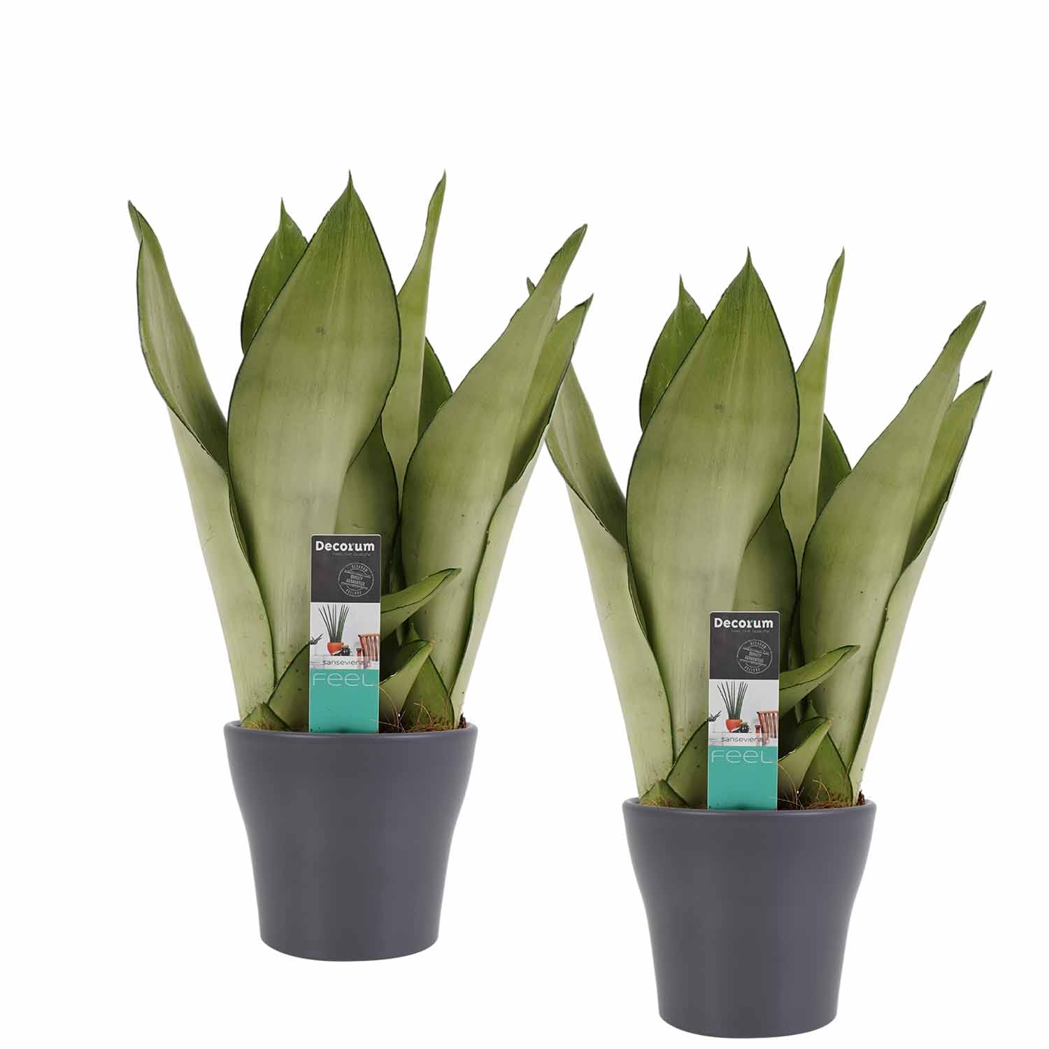 Duo Sansevieria Moonshine met Anna Grey potten ↑ 30 cm ⌀ 12 cm