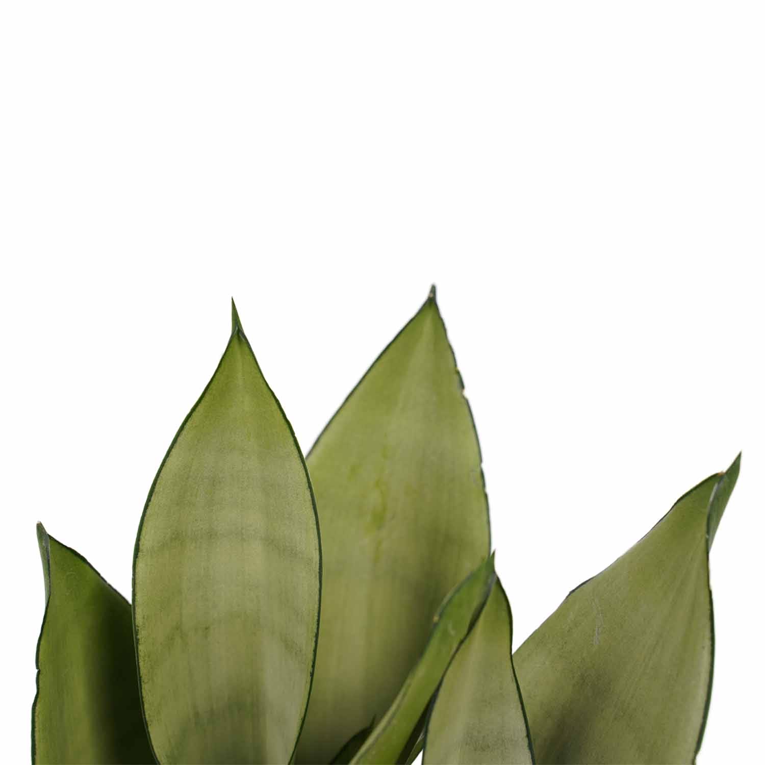 Duo Sansevieria Moonshine met Anna Grey potten ↑ 30 cm ⌀ 12 cm - Afbeelding 3
