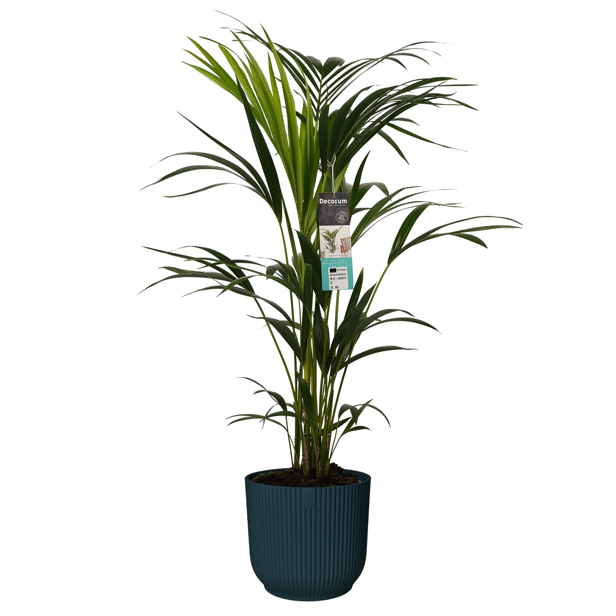 Kentia Palm in sierpot Vibes Fold (donkerblauw) ↑ 100 cm ⌀ 22