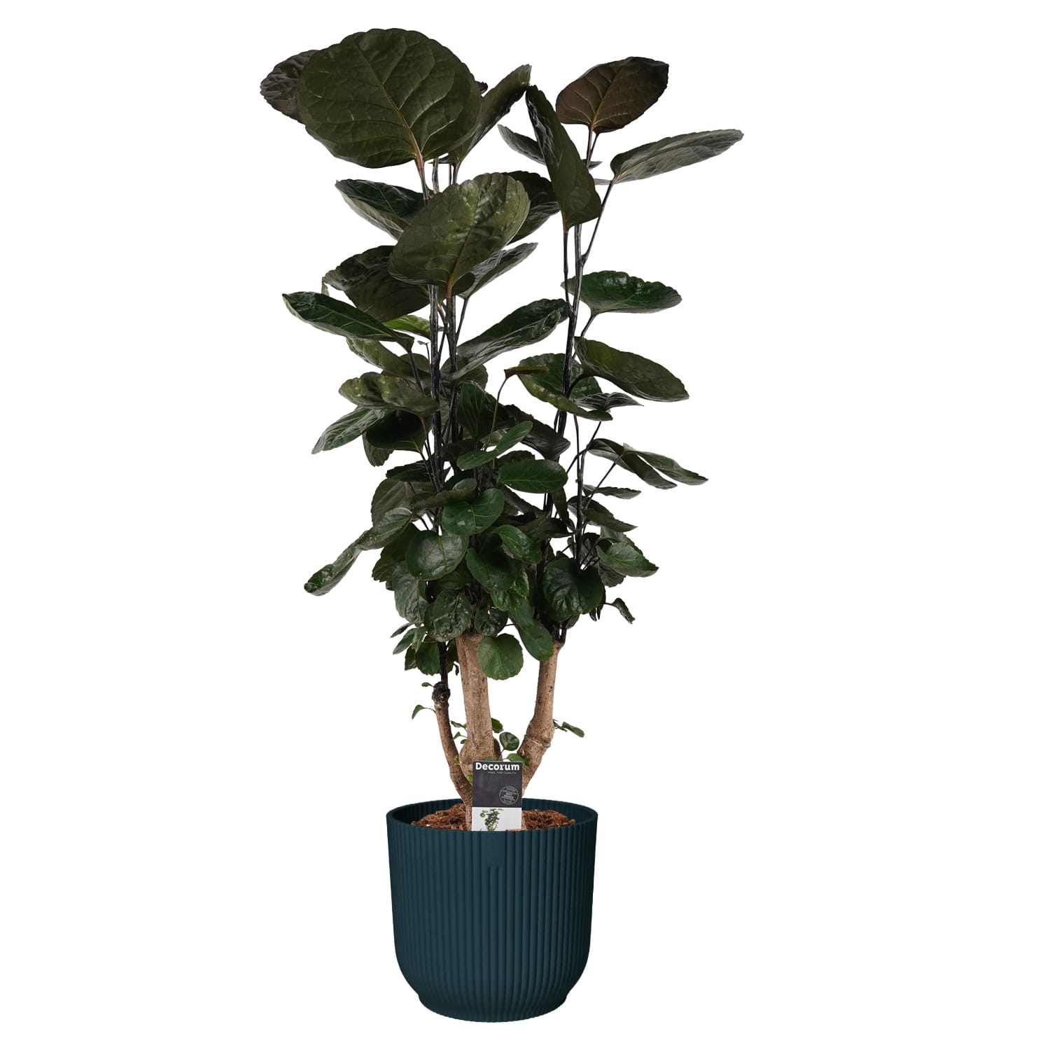 Polyscias Fabian vertakt in Vibes Blauw ↑ 85 cm ⌀ 22