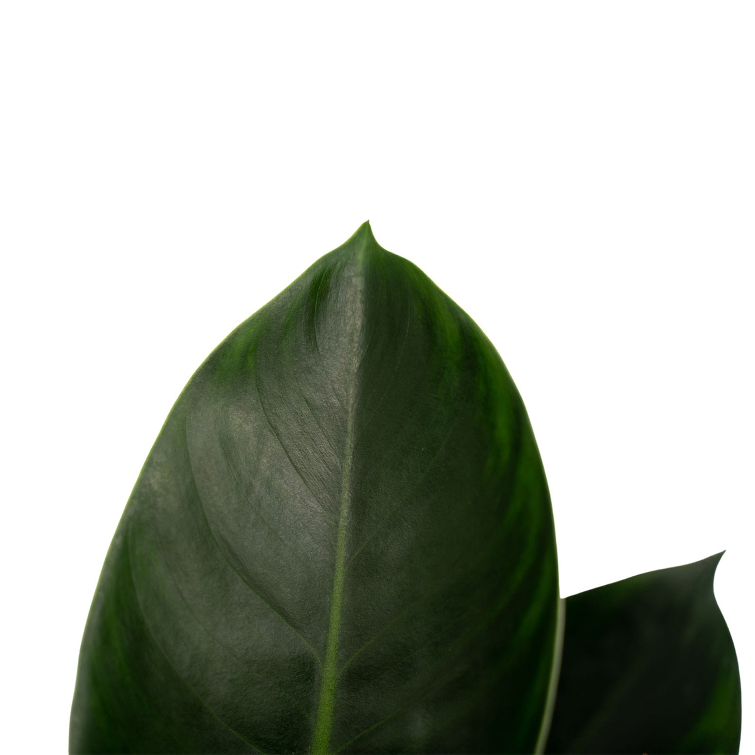 Philodendron Congo Apple ↑ 70 cm ⌀ 19 - Afbeelding 3