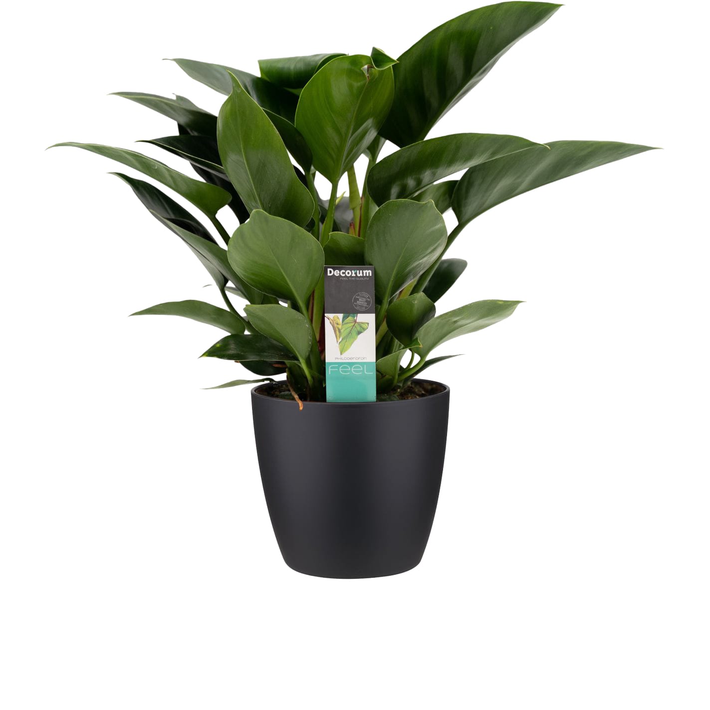 Philodendron Congo Apple in sierpot Brussels (zwart) ↑ 70 cm ⌀ 20