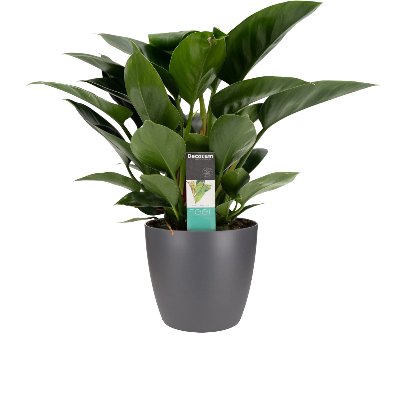Philodendron Congo Apple in sierpot Brussels (antraciet) ↑ 70 cm ⌀ 20