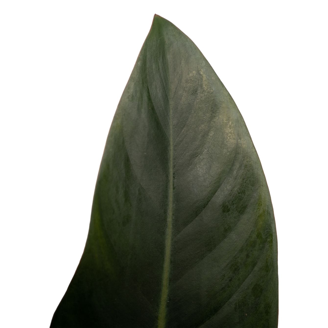 Philodendron Congo Rojo in sierpot Brussels (Wit) ↑ 70 cm ⌀ 20 - Afbeelding 3