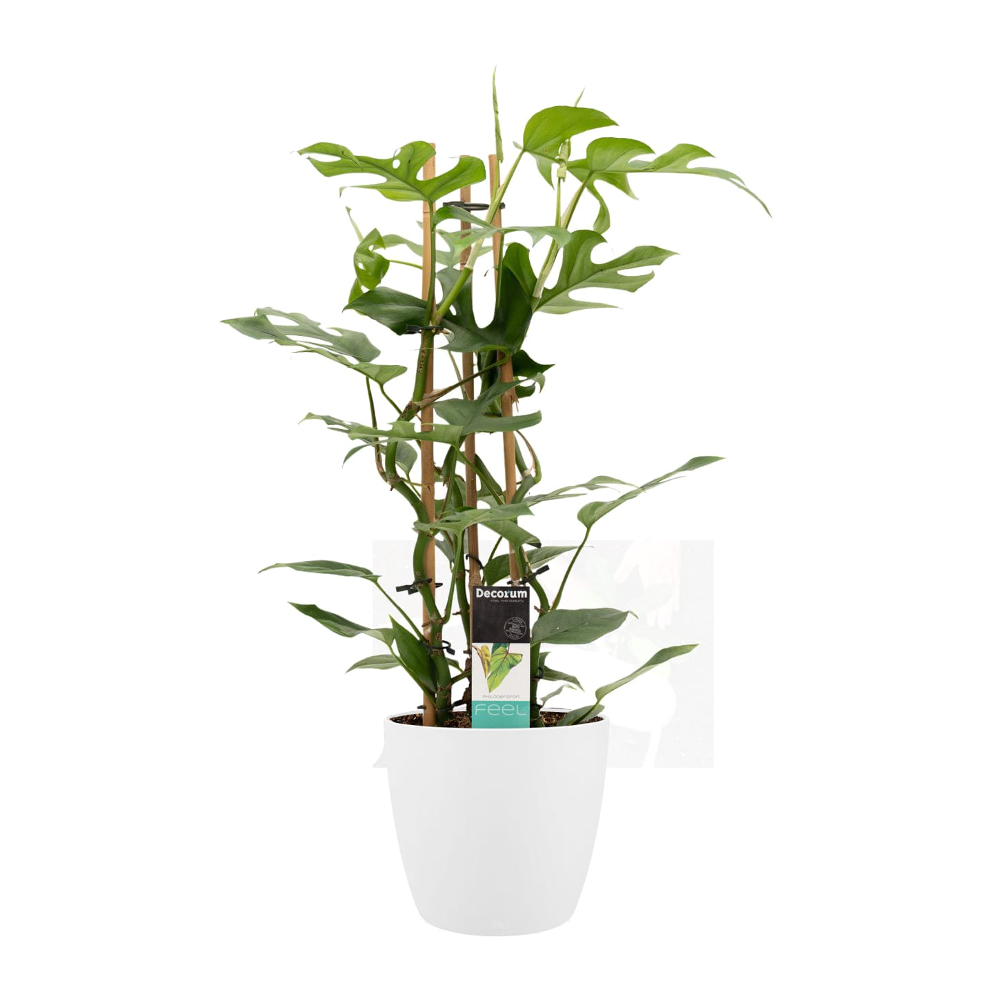 Philodendron Minima in sierpot Brussels (Wit) ↑ 70 cm ⌀ 20
