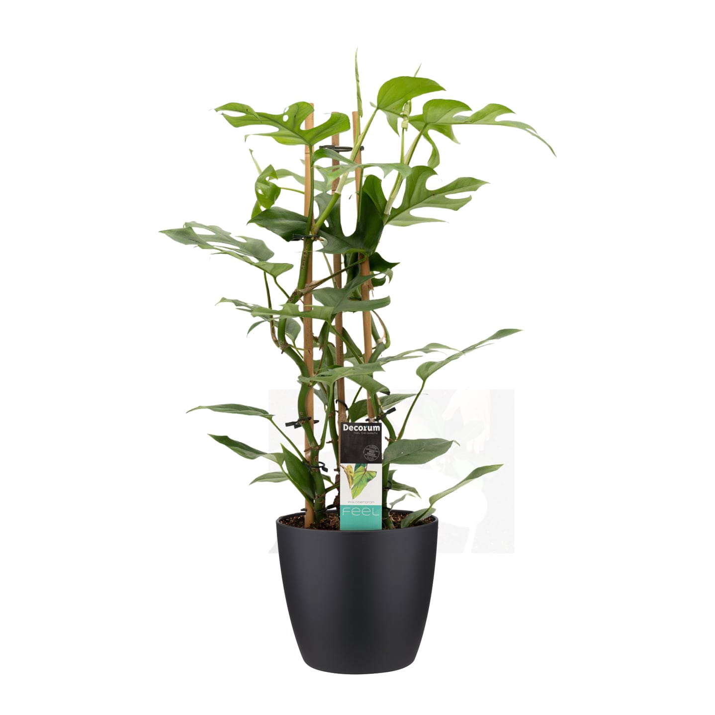 Philodendron Minima in sierpot Brussels (zwart) ↑ 70 cm ⌀ 20