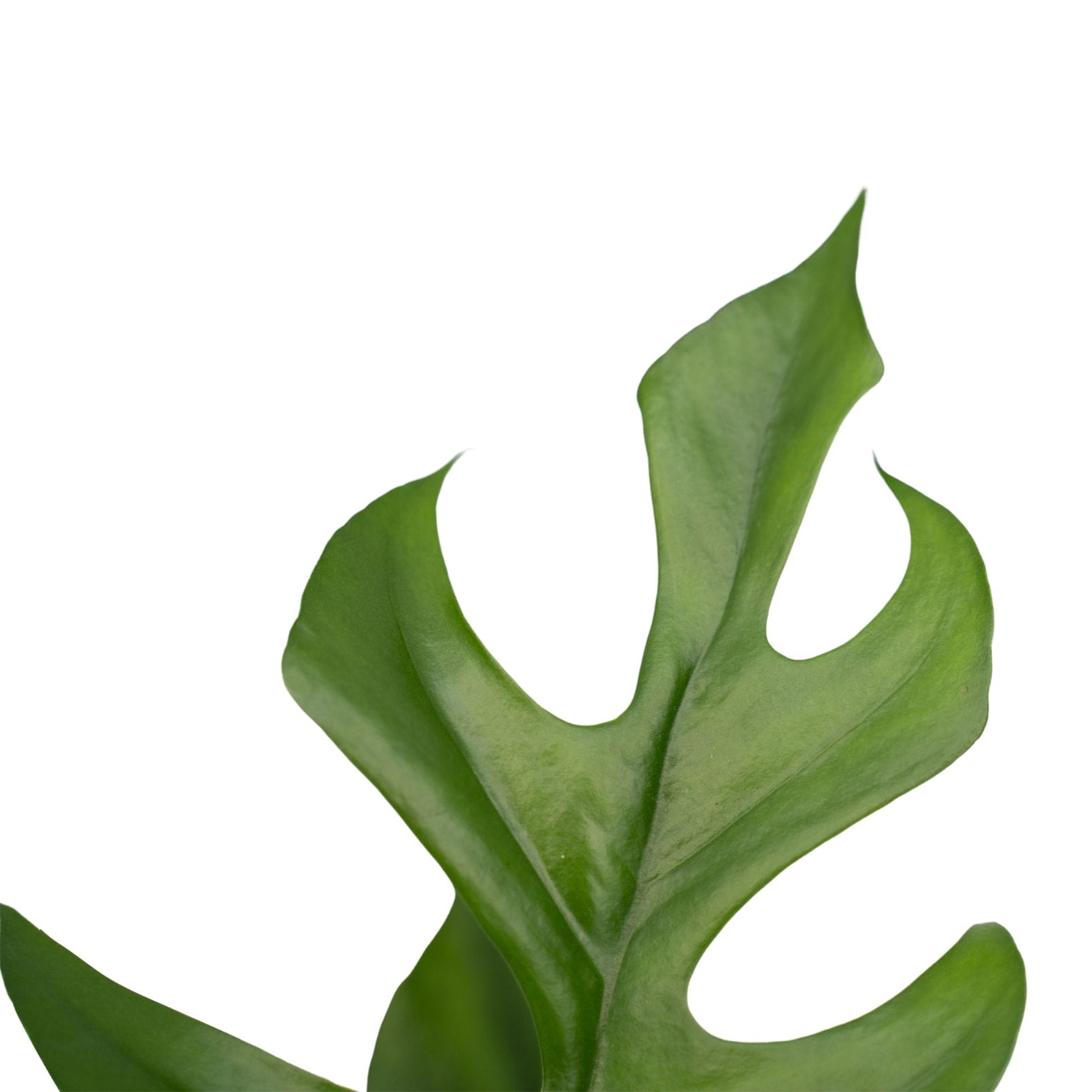 Philodendron Minima in sierpot Brussels (zwart) ↑ 70 cm ⌀ 20 - Afbeelding 3