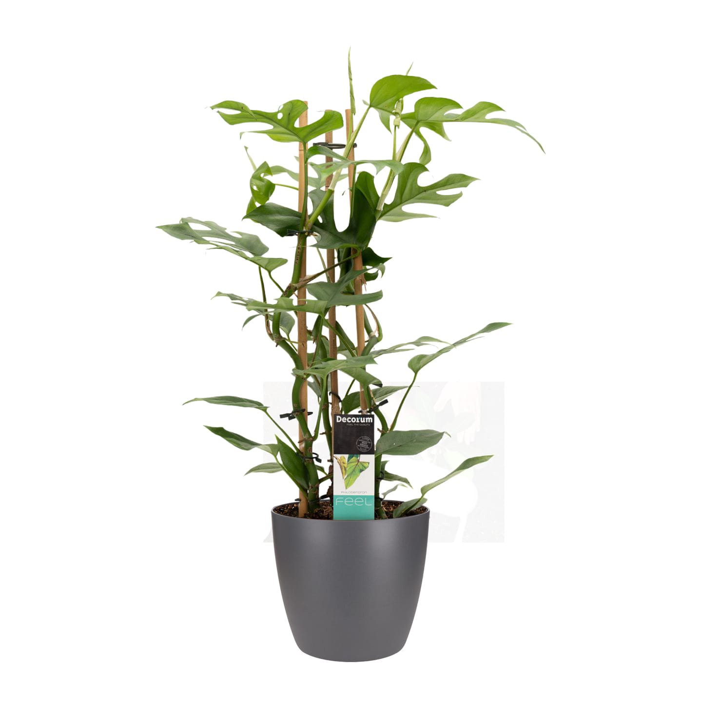 Philodendron Minima in sierpot Brussels (antraciet) ↑ 70 cm ⌀ 20