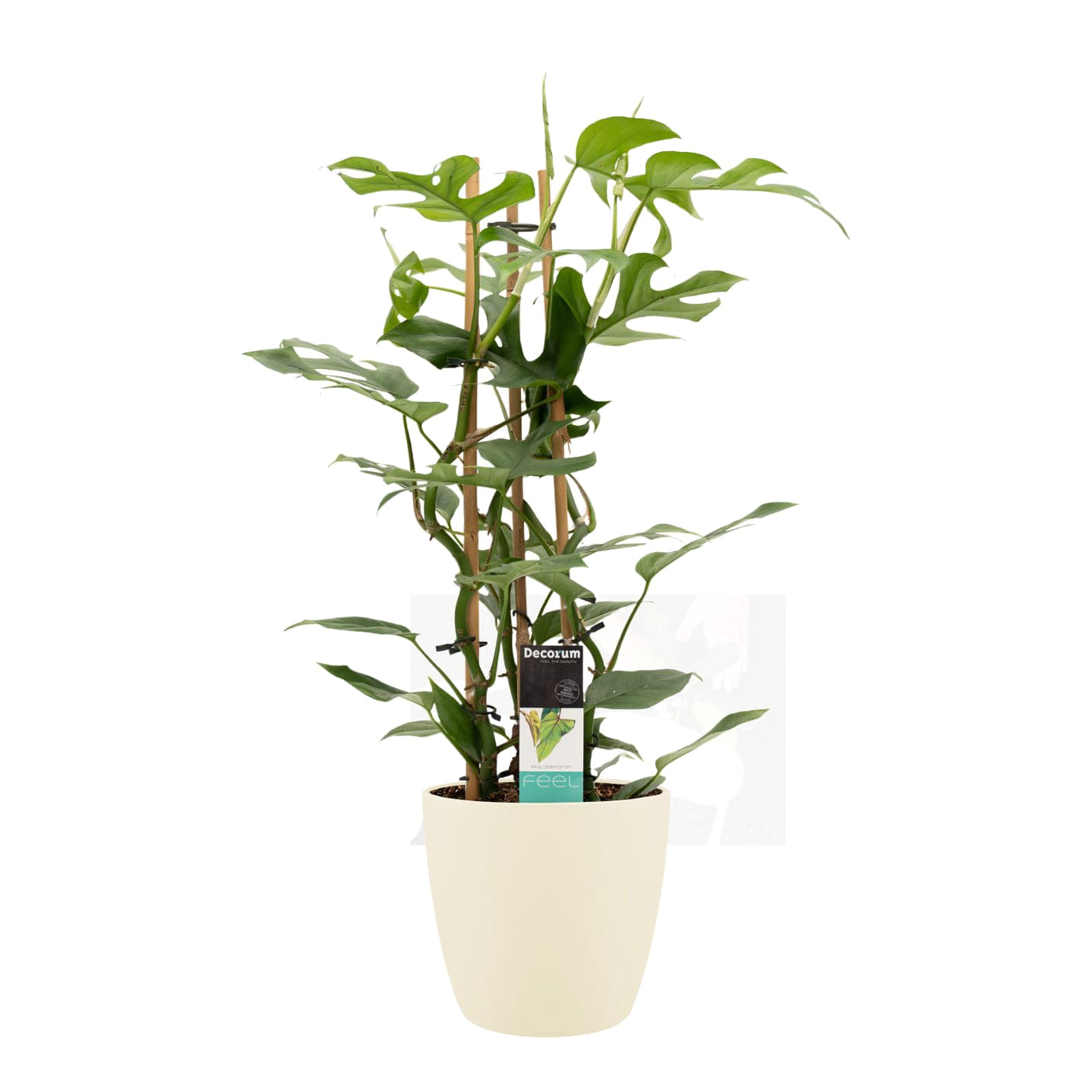 Philodendron Minima in sierpot Brussels (soap) ↑ 70 cm ⌀ 20