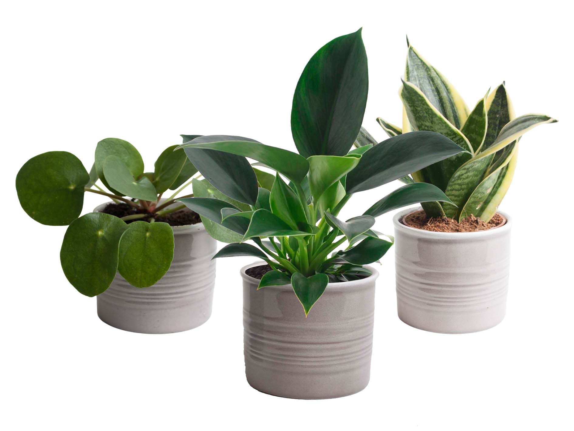 Trio ‘Groen Geluk’ in Laos keramiek (grijs) ↑ 20 cm ⌀ 10